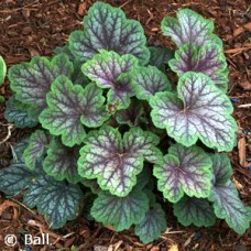 HEUCHERA GREEN SPICE HEUCHERA GREEN SPICE