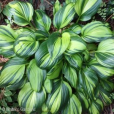 HOSTA RAINBOWS END HOSTA RAINBOWS END