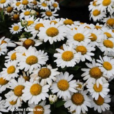 LEUCANTHEMUM SNOW LADY LEUCANTHEMUM SNOW LADY