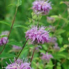 MONARDA FISTULOSA