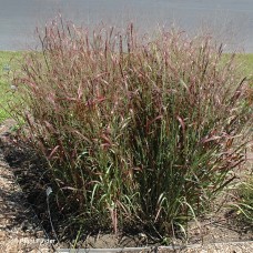 PANICUM RED FLAME PANICUM RED FLAME