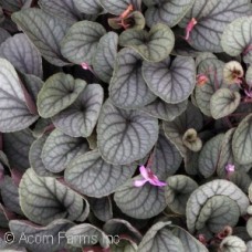 VIOLA SILVER GEM VIOLA SILVER GEM