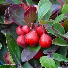 GAULTHERIA CHERRY BERRIES GAULTHERIA CHERRY BERRIES