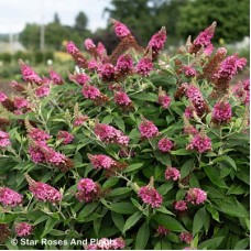 BUDDLEIA DAPPER PINK