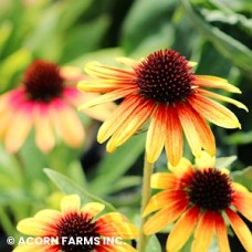 ECHINACEA FIERY MEADOW MAMA ECHINACEA FIERY MEADOW MAMA