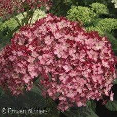 HYDRANGEA INVINCIBELLE RUBY HYDRANGEA INVINCIBELLE RUBY