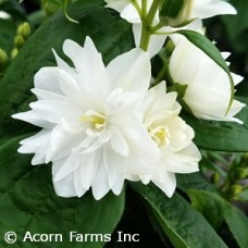 PHILADELPHUS MINI SNOWFLAKE PHILADELPHUS MINI SNOWFLAKE