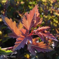 PHYSOCARPUS OPU SUMMER WINE PHYSOCARPUS OPU SUMMER WINE