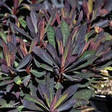 EUPHORBIA BLACKBIRD EUPHORBIA BLACKBIRD