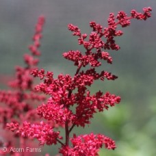 ASTILBE ARE FANAL ASTILBE ARE FANAL