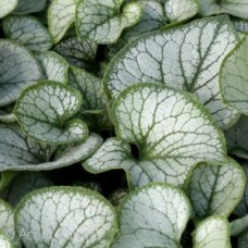 BRUNNERA MAC JACK FROST BRUNNERA MAC JACK FROST