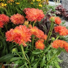 ECHINACEA FRINGE FESTIVAL