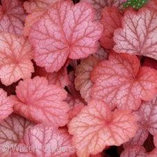 HEUCHERA GEORGIA PEACH HEUCHERA GEORGIA PEACH