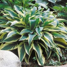 HOSTA WOLVERINE HOSTA WOLVERINE