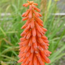 KNIPHOFIA FLAMENCO KNIPHOFIA FLAMENCO