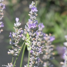 LAVANDULA PROVENCE LAVANDULA PROVENCE