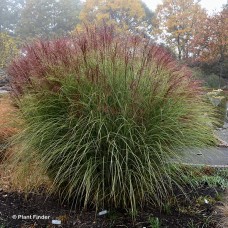 MISCANTHUS SIN MORNING LIGHT MISCANTHUS SIN MORNING LIGHT
