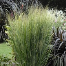 PANICUM VIR NORTHWIND PANICUM VIR NORTHWIND