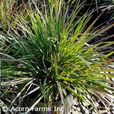 SCHIZACHYRIUM SCO SMOKE SIGNAL SCHIZACHYRIUM SCO SMOKE SIGNAL