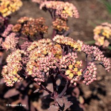 SEDUM WHITE CHOCOLATE SEDUM WHITE CHOCOLATE