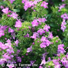 THYMUS PRA COCCINEUS THYMUS PRA COCCINEUS