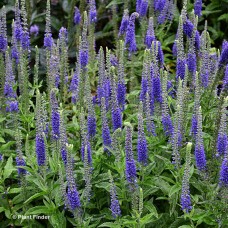 VERONICA SUNNY BORDER BLUE