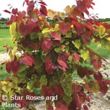 CERCIS CAN FLAME THROWER CERCIS CAN FLAME THROWER