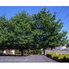 QUERCUS COCCINEA QUERCUS COCCINEA