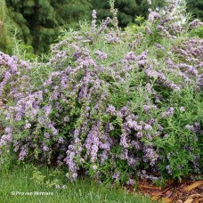 BUDDLEIA MOP TOP BUDDLEIA MOP TOP