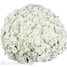 CHRYSANTHEMUM FAIR WHITE CHRYSANTHEMUM FAIR WHITE