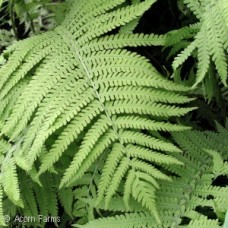 DRYOPTERIS MAR LEATHERWOOD DRYOPTERIS MAR LEATHERWOOD