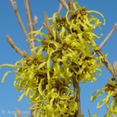 HAMAMELIS INT ARNOLD PROMISE HAMAMELIS INT ARNOLD PROMISE