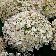 HYDRANGEA INVINCE WEE WHITE HYDRANGEA INVINCE WEE WHITE