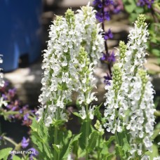 SALVIA SNOW HILL SALVIA SNOW HILL