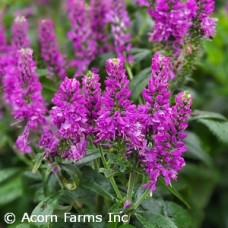VERONICA PURPLEGUM CANDLES VERONICA PURPLEGUM CANDLES