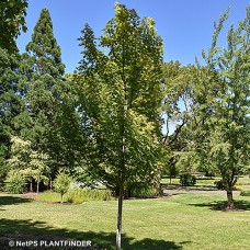 ACER SCC SYMATREE ACER SCC SYMATREE