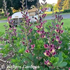 BAPTISIA GRAPE ESCAPE BAPTISIA GRAPE ESCAPE