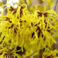 HAMAMELIS VERNALIS HAMAMELIS VERNALIS
