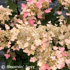 HYDRANGEA PAN TORCH HYDRANGEA PAN TORCH