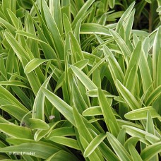 LIRIOPE MUS VARIEGATA LIRIOPE MUS VARIEGATA