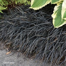 OPHIOPOGON PLA NIGRESCENS OPHIOPOGON PLA NIGRESCENS