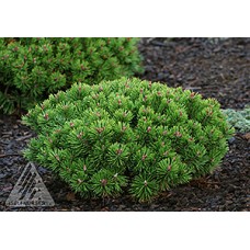 PINUS MUGO TEENY PINUS MUGO TEENY