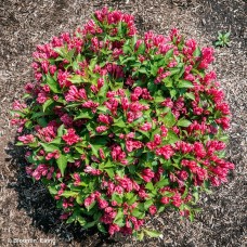 WEIGELA WATERMELON KISSES