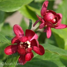 CALYCANTHUS APHRODITE CALYCANTHUS APHRODITE