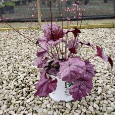 HEUCHERA DOLCE WILDBERRY HEUCHERA DOLCE WILDBERRY