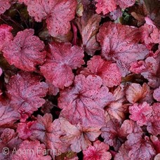 HEUCHERA FIRE ALARM HEUCHERA FIRE ALARM