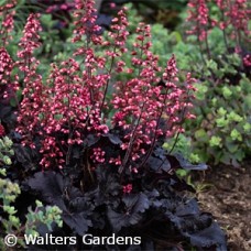 HEUCHERA TIMELESS NIGHT HEUCHERA TIMELESS NIGHT