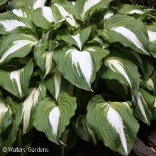 HOSTA NIGHT BEFORE CHRISTMAS HOSTA NIGHT BEFORE CHRISTMAS