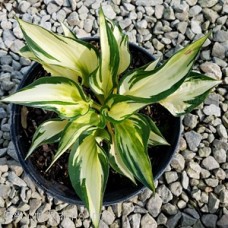 HOSTA WHEEE HOSTA WHEEE