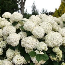 HYDRANGEA INCRDBLL STORM PROOF HYDRANGEA INCRDBLL STORM PROOF